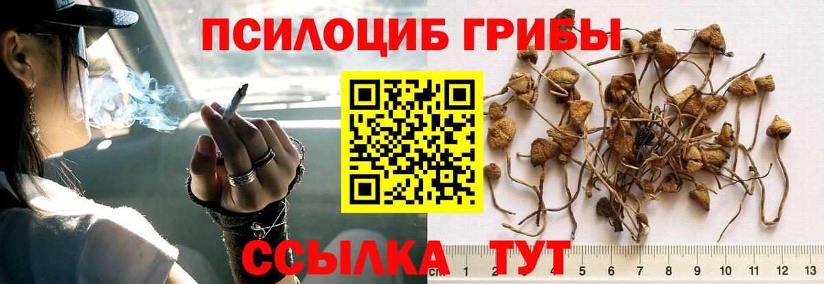 Псилоцибиновые грибы MAGIC MUSHROOMS Вольск